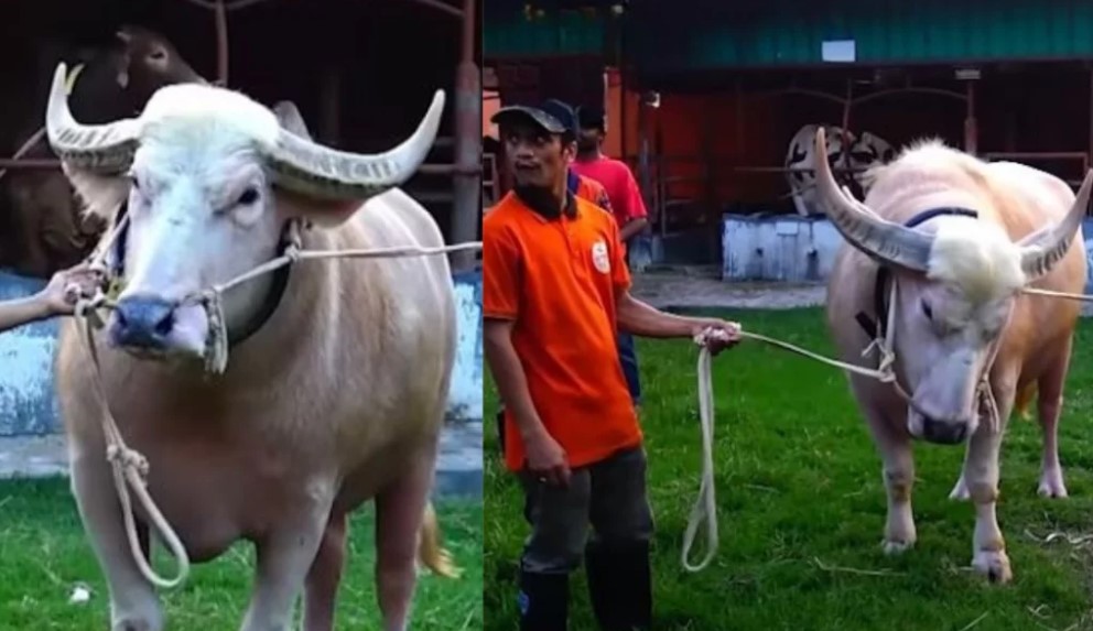 ডোনাল্ড ট্রাম্পের পর এবার নেতানিয়াহু: নারায়ণগঞ্জের খামারে দর্শনার্থীদের ভিড়