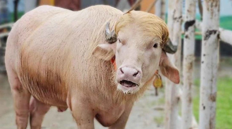 নারায়ণগঞ্জের গোলাপি মহিষ ডোনাল্ড ট্রাম্প এখন রয়টার্স ও আন্তর্জাতিক মিডিয়ার শিরোনাম