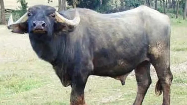 জামালপুরের পশুর হাটে পাগলা মহিষের আক্রমণ: নিহত ২