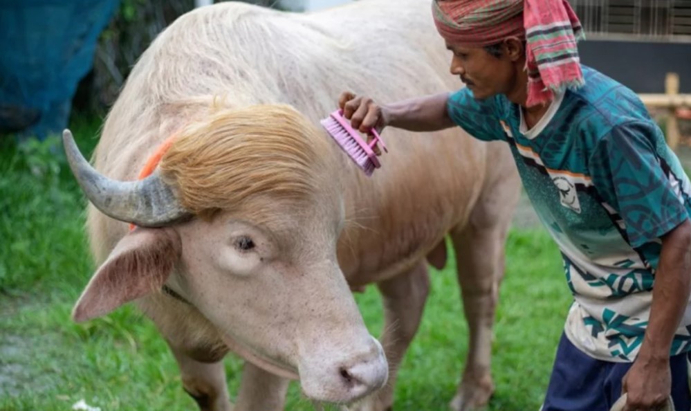 কোরবানি হচ্ছে না ভাইরাল মহিষ ডোনাল্ড ট্রাম্প, স্বরাষ্ট্রমন্ত্রীর হস্তক্ষেপে ফিরল খামারে