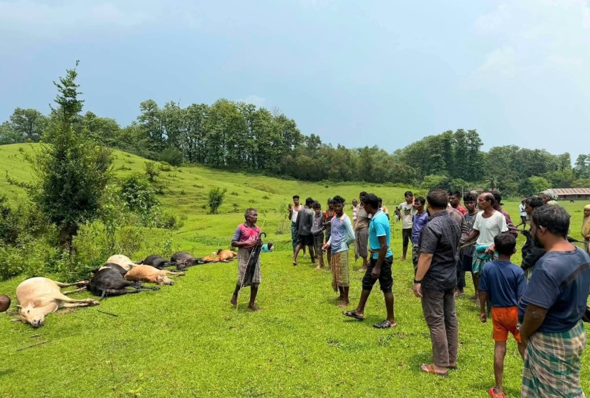 জুড়ীতে ভয়াবহ বজ্রপাত: ১৩টি গরু ও ১টি মহিষের ঘটনাস্থলেই মৃত্যু