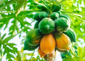 খালি পেটে পেঁপে: উপকারী না বিপজ্জনক?