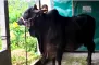 ঈদে মাতাচ্ছে ‘লালু সর্দার’ ও ‘কালিয়া’