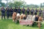 সীমান্তে বিজিবির হাতে আটক ১২ ভারতীয় গরু