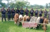 সীমান্তে বিজিবির হাতে আটক ১২ ভারতীয় গরু