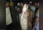 গুমাই বিলে জালে উঠল ২২ কেজি বোয়াল!