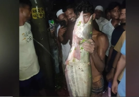 গুমাই বিলে জালে উঠল ২২ কেজি বোয়াল!