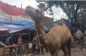 ঈদ হাটে মরুর চমক: উট দেখতে ভিড় জমেছে মইজ্জারটেকে!