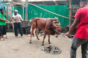 দ্বিতীয় দিনেও চলছে কোরবানি, কসাই না পাওয়ায় আজ জবাই অনেকের