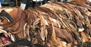 চামড়ার দাম বাড়ল কাগজে, বাস্তবে ব্যবসায়ীদের লোকসান
