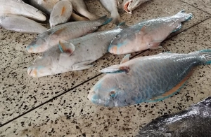 বঙ্গোপসাগরে বিরল অতিথি! কুয়াকাটায় ধরা পড়ল রঙিন ‘টিয়া মাছ’