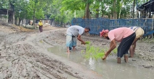 চাঁপাইনবাবগঞ্জে সড়কে ধান গাছ লাগিয়ে প্রতিবাদ