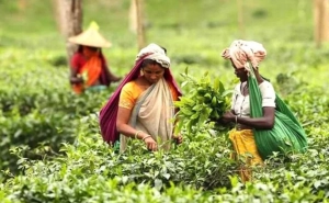দেশের চা-শ্রমিকদের বেতন বছরে ৫% বাড়বে