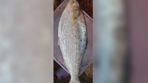 নদী থেকে ধরা পদ্মার এক ইলিশ বিক্রি হলো ১২,৪৮০ টাকায়
