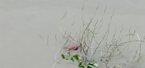 খুলনায় কপোতাক্ষে ভেসে এলো এক বৃদ্ধের লাশ