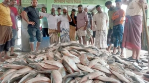 কলাপাড়ার ইলিশ মোকামে ফের গর্জন, ঘাটে জমে উঠল ক্রেতার ভিড়
