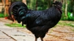 কালো মুরগি কেন এত দামি: জেনেটিক বিস্ময়, ঐতিহ্য ও বিলাসিতার এক অনন্য সংমিশ্রণ
