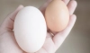 পুষ্টির বিচারে হাঁস নাকি মুরগির ডিম কোনটি শরীরের জন্য সেরা? জানালেন বিশেষজ্ঞ