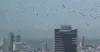 তেল আবিবের আকাশে হাজারো কাকের রহস্যময় মহড়া: ইসরায়েলজুড়ে মহাপ্রলয়ের আতঙ্ক