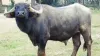 জামালপুরের পশুর হাটে পাগলা মহিষের আক্রমণ: নিহত ২