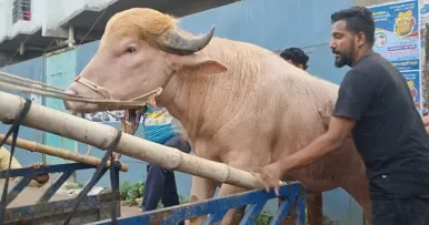 এখন থেকে চিড়িয়াখানায় দেখা যাবে ডোনাল্ড ট্রাম্পকে