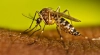 ডেঙ্গুর নতুন হটস্পট ১৪ জেলা, বাড়ছে বড় শঙ্কা