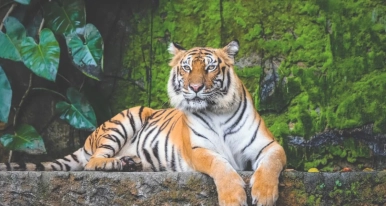 সুন্দরবনে ফাইভ-স্টার ‘ট্রি-হাউস’ ও আকাশপথে বাঘ দর্শনের মেগা পরিকল্পনা